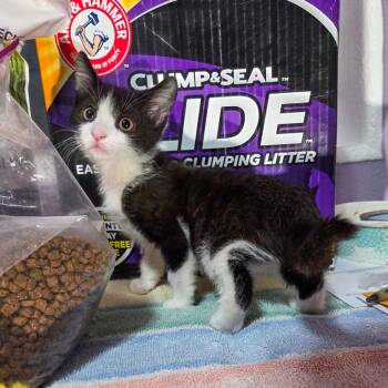 Rescue Domestic Short Hair Cats for Adoption in San Diego, California - Ignaz | PetCurious