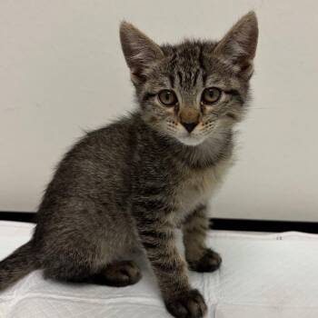 Tiger -  Domestic Short Hair Cat for Adoption in Nashville, Tennessee - Tiger | PetCurious