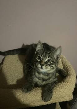 Clover -  Domestic Short Hair Cat for Adoption in Belchertown, Massachusetts - Clover | PetCurious