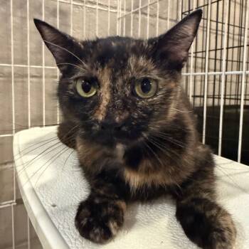 Rescue Domestic Short Hair Cats for Adoption in Parkersburg, West Virginia - Gingersnap | PetCurious