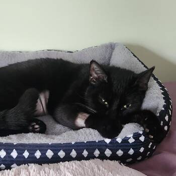 Mystic McKenzie -  Domestic Short Hair Cat for Adoption in Merrifield, Virginia - Mystic McKenzie | PetCurious