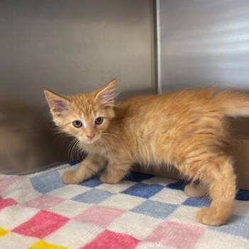 Easel -  Domestic Long Hair Cat for Adoption in Newark, New Jersey - Easel | PetCurious