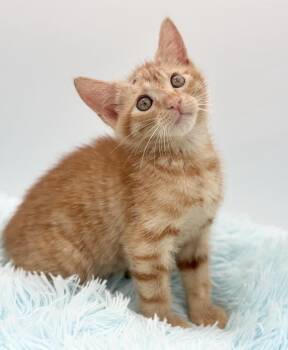 Skully -  Domestic Short Hair Cat for Adoption in Covington, Louisiana - Skully | PetCurious