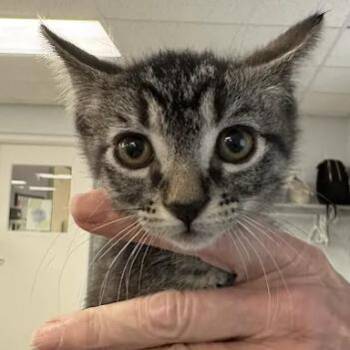 Ben -  Domestic Short Hair Cat for Adoption in South Elgin, Illinois - Ben | PetCurious