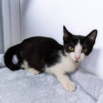 Luna -  Domestic Short Hair Cat for Adoption in South Elgin, Illinois - Luna | PetCurious