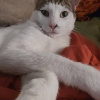 Spock -  Domestic Short Hair Cat for Adoption in Warr Acres, Oklahoma - Spock | PetCurious