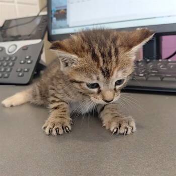TAMMY -  Domestic Short Hair Cat for Adoption - TAMMY | PetCurious