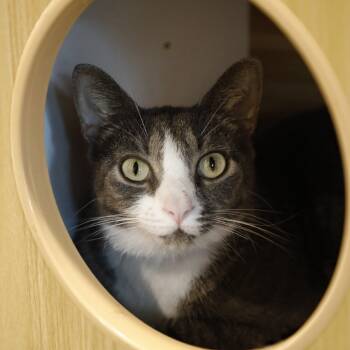 Rescue Domestic Short Hair Cats for Adoption in Tampa, Florida - Bonnet | PetCurious