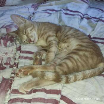 Rescue Egyptian Mau Cats for Adoption in Wolcott, Connecticut - Sunny | PetCurious