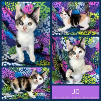 Jo -  Domestic Short Hair Cat for Adoption in Corpus Christi, Texas - Jo | PetCurious
