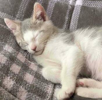 Marlin -  Domestic Short Hair Cat for Adoption in Quakertown, Pennsylvania - Marlin | PetCurious