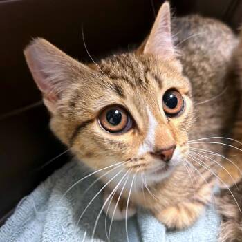 Pathos -  Domestic Short Hair Cat for Adoption in Woodinville, Washington - Pathos | PetCurious