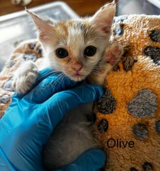 Olive -  Domestic Short Hair Cat for Adoption in Johnson City, Tennessee - Olive | PetCurious