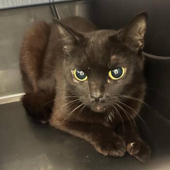 Carrot -  Domestic Short Hair Cat for Adoption in Oak Park, Illinois - Carrot | PetCurious