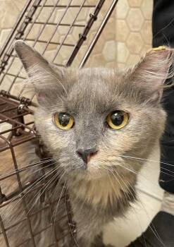 Judy -  Domestic Short Hair Cat for Adoption in Ferndale, Michigan - Judy | PetCurious