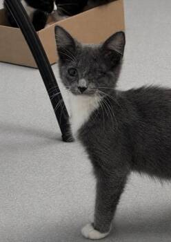 Domestic Medium Hair and Domestic Short Hair Cats Available for Adoption in Roseville, California - Winky | PetCurious