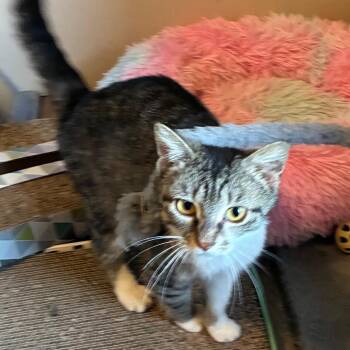 Enchanted -  Domestic Short Hair Cat for Adoption in Shelbyville, Indiana - Enchanted | PetCurious