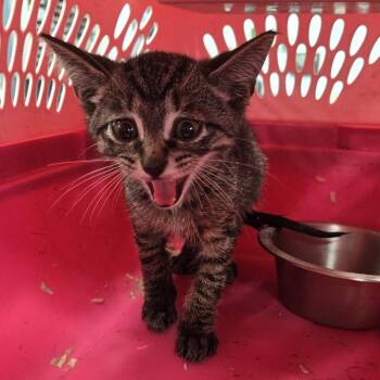 Mercy -  Domestic Short Hair Cat for Adoption in Newark, New Jersey - Mercy | PetCurious