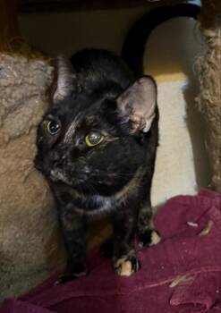 Rescue Domestic Short Hair Cats for Adoption in Springfield, Illinois - Bree | PetCurious