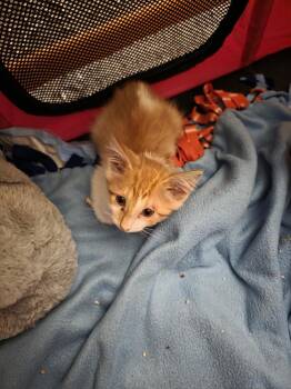 Nissan -  Domestic Short Hair Cat for Adoption in Metamora, Illinois - Nissan | PetCurious