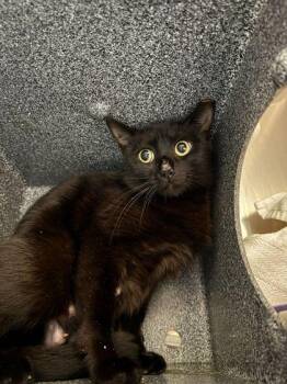 Domestic Short Hair Cats Available for Adoption in Sevierville, Tennessee - Willow | PetCurious
