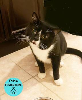 Rescue Domestic Short Hair Cats for Adoption in Philadelphia, Pennsylvania - Duke | PetCurious