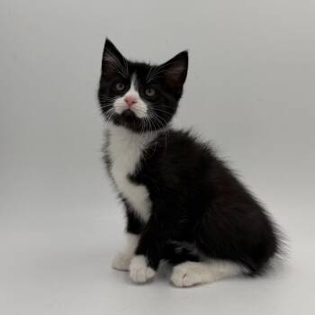 Salsa -  Domestic Short Hair Cat for Adoption in State College, Pennsylvania - Salsa | PetCurious