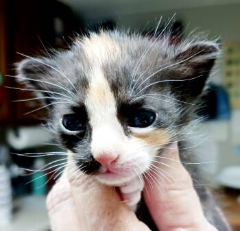 Gumdrop -  Domestic Short Hair Cat Available for Adoption in Bulverde, Texas - Gumdrop | PetCurious