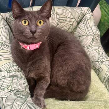 Peggy -  Domestic Short Hair Cat for Adoption in Lakeland, Florida - Peggy | PetCurious
