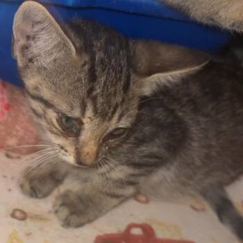 Miley -  Domestic Short Hair Cat for Adoption in Stephenville, Texas - Miley | PetCurious