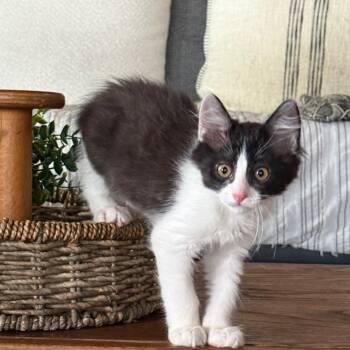 Ziti 2 -  Domestic Medium Hair Cat for Adoption in Bulverde, Texas - Ziti 2 | PetCurious