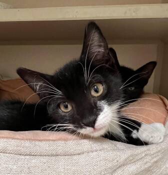 Pugsley -  Domestic Short Hair Cat for Adoption in New Rochelle, New York - Pugsley | PetCurious