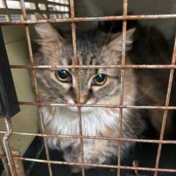 Dionne -  Domestic Long Hair Cat for Adoption in Lynchburg, Virginia - Dionne | PetCurious