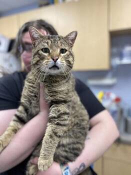 Porky Pig -  Domestic Short Hair Cat Available for Adoption in Gwinn, Michigan - Porky Pig | PetCurious