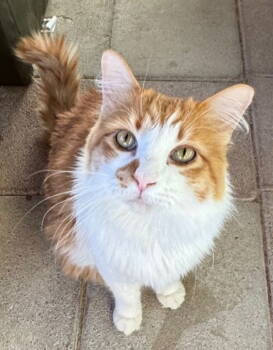 Rescue Domestic Long Hair Cats for Adoption in Williamsburg, New Mexico - Nicholas | PetCurious