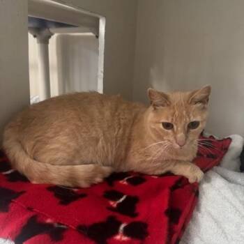 Leo -  Domestic Short Hair Cat for Adoption in Hutchinson, Minnesota - Leo | PetCurious