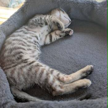 Tabby and Domestic Short Hair Cats Available for Adoption in Antioch, California - Feather | PetCurious