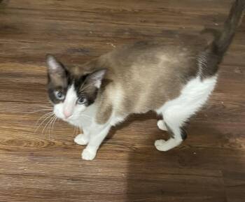 Siamese and Snowshoe Cats Available for Adoption in Spring, Texas - Portia-Portofino PetSmart | PetCurious