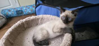 Poblano 2 -  Siamese and American Shorthair Cat for Adoption in Austin, Texas - Poblano 2 | PetCurious