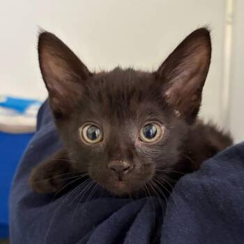 Domestic Short Hair Cats Available for Adoption in Ojai, California - Poke | PetCurious