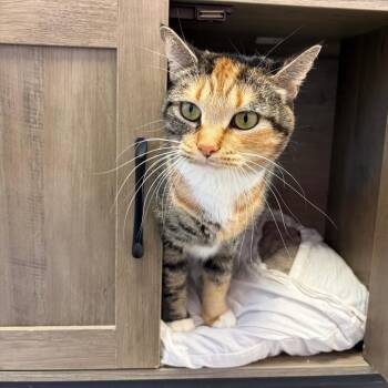 Emeril -  Domestic Short Hair Cat for Adoption in Boston, Massachusetts - Emeril | PetCurious
