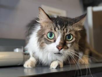 A886713 -  Domestic Medium Hair Cat for Adoption in Camarillo, California - A886713 | PetCurious