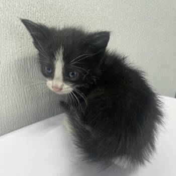 London -  Domestic Short Hair Cat for Adoption in Tampa, Florida - London | PetCurious