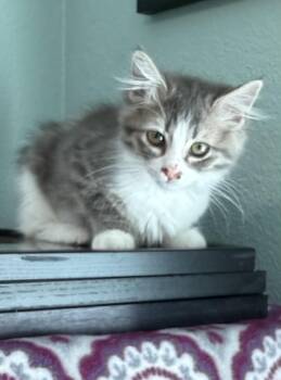Princess Clara -  Russian Blue and Tabby Cat for Adoption in Tustin, California - Princess Clara | PetCurious