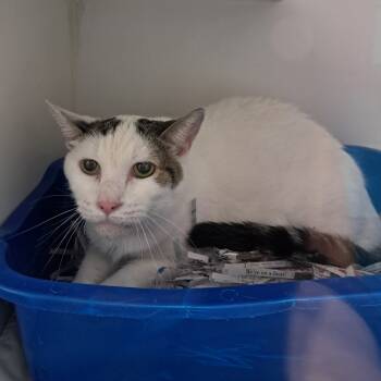 Rescue Domestic Short Hair Cats for Adoption in Philadelphia, Pennsylvania - Cheesecake | PetCurious