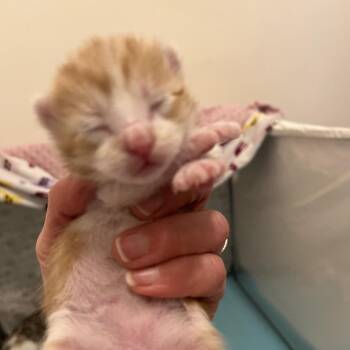 Domestic Short Hair Cats Available for Adoption in Chicago, Illinois - Lou | PetCurious