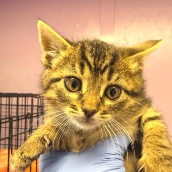 Domestic Short Hair Cats Available for Adoption in Redwood Valley, California - Wasabi | PetCurious