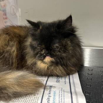 Cape Verde -  Persian Cat for Adoption in League City, Texas - Cape Verde | PetCurious
