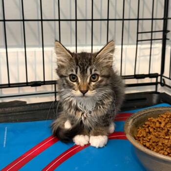 Zoe Hoffman -  Domestic Medium Hair Cat for Adoption in Eagle Mountain, Utah - Zoe Hoffman | PetCurious
