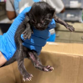 SAS-A-91160 -  Domestic Short Hair Cat for Adoption in Milton, Florida - SAS-A-91160 | PetCurious